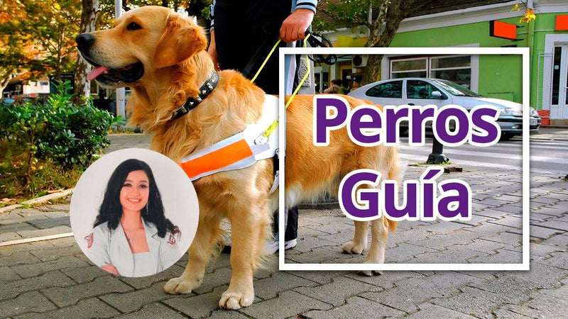 Escuela de Entrenamiento para Perros Guías para Ciegos, I.A.P - Lensxpert México 